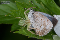 Celastrina ladon