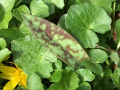 Erythronium americanum