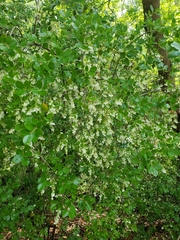 Vaccinium arboreum image