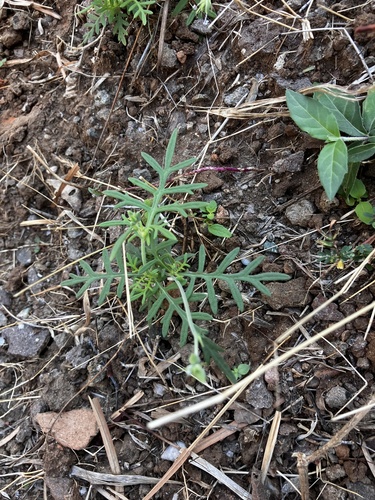 Lavandula bipinnata, photograph 5