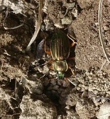Carabus auratus