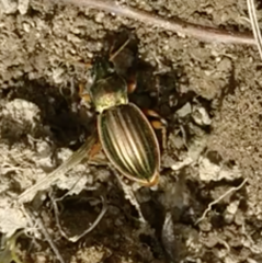 Carabus auratus