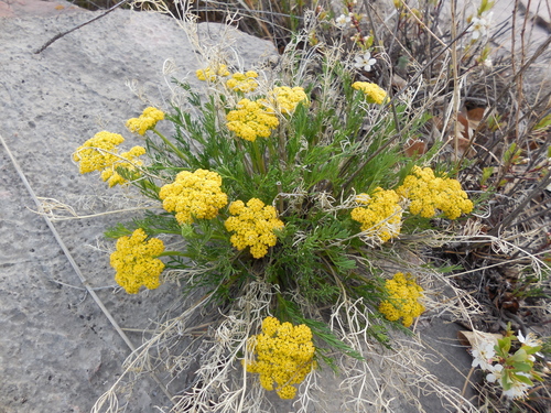 slender wildparsley (Musineon tenuifolium)