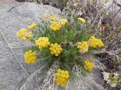 Musineon tenuifolium