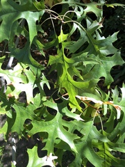 Quercus palustris