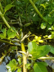 Ludwigia taiwanensis