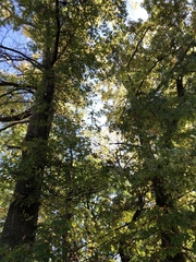 Quercus palustris