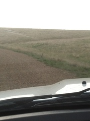 Tympanuchus phasianellus