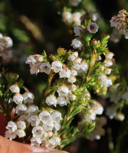 Ivory Heath (Erica eburnea)