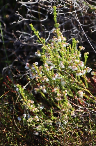 Image of Erica eburnea by (c) Tony Rebelo, some rights reserved (CC BY-SA)