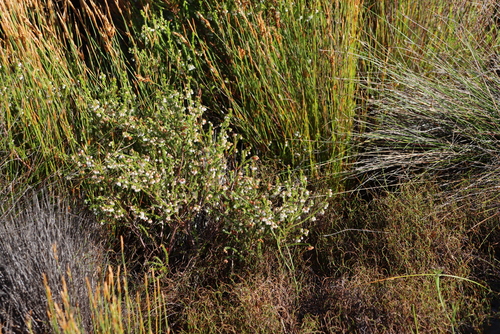 Image of Erica eburnea by (c) Tony Rebelo, some rights reserved (CC BY-SA)