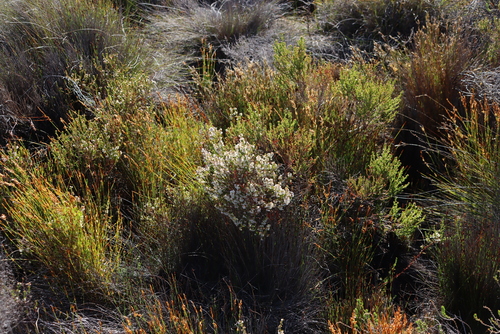 Image of Erica eburnea by (c) Tony Rebelo, some rights reserved (CC BY-SA)