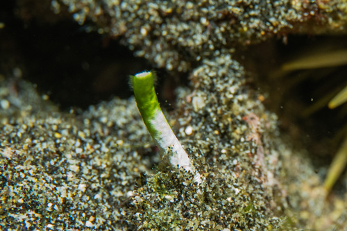 Neomeris annulata observed 2023-12-26