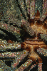 Chondrocidaris gigantea image