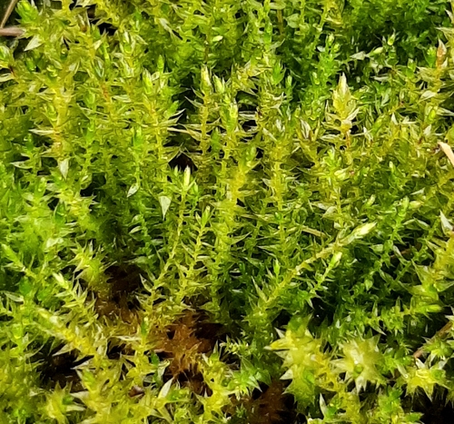 Hygroamblystegium varium