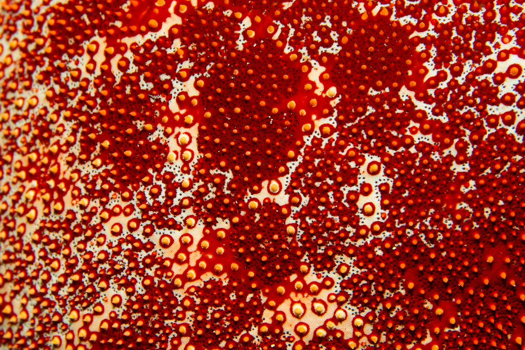 Cushion star