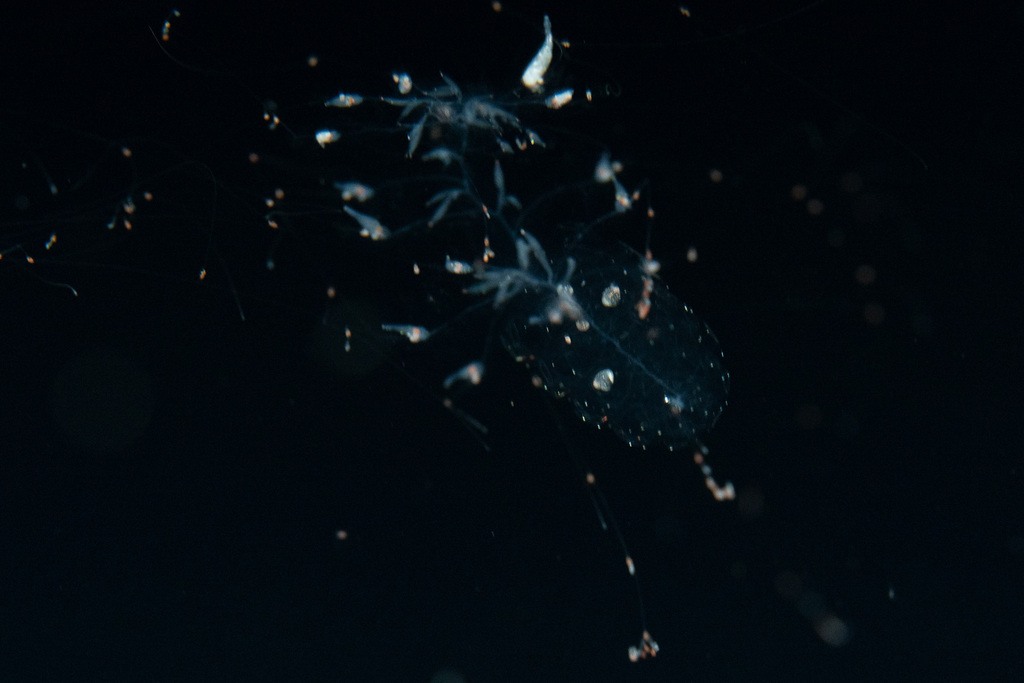 Red-Spotted Siphonophore