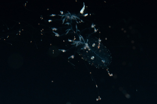 Red-Spotted Siphonophore
