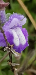 Scutellaria wrightii
