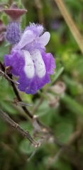 Scutellaria wrightii