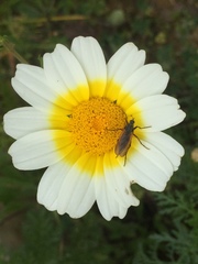 Glebionis coronaria discolor