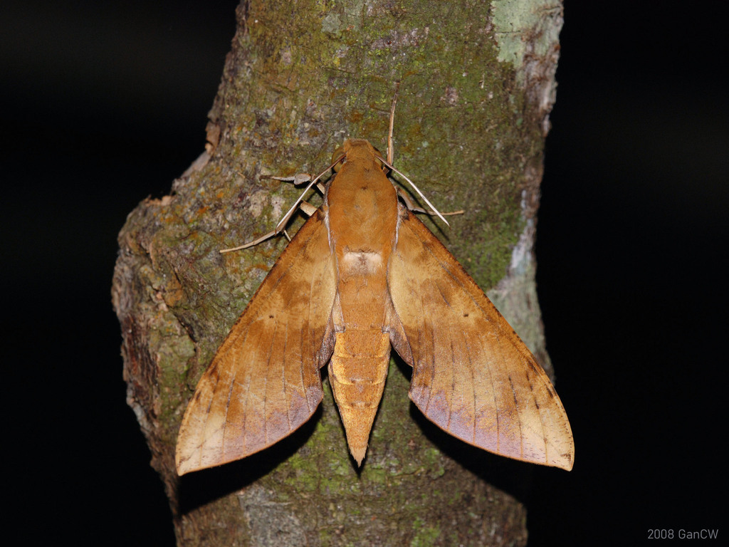 Cechenena chimaera