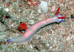 Hypselodoris bullockii