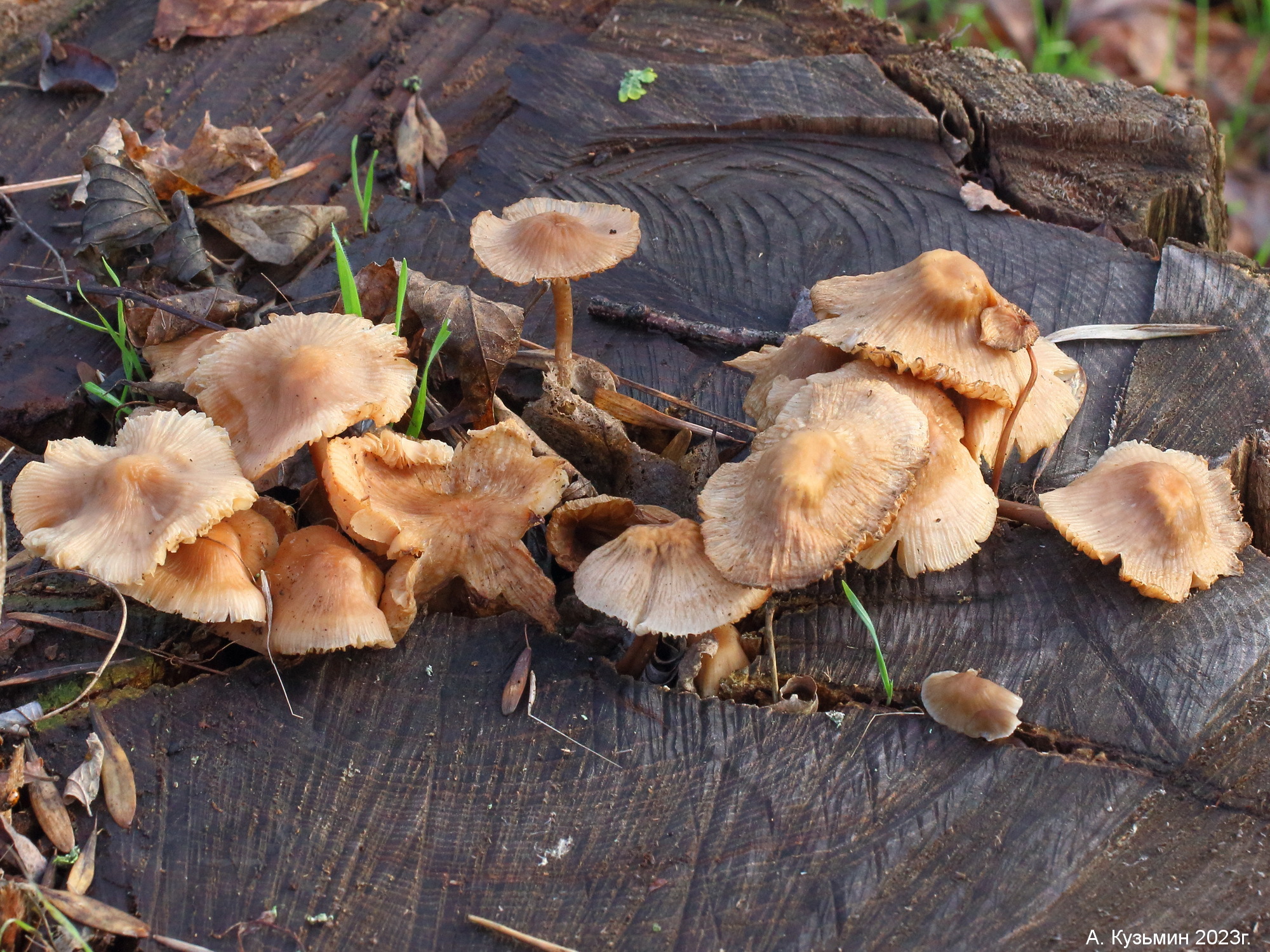 Мицена Колпаковидная (Mycena galericulata)