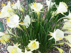 Narcissus romieuxii