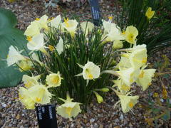 Narcissus romieuxii