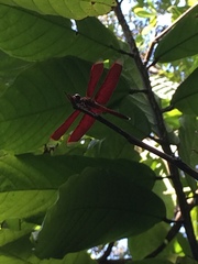 Neurothemis manadensis