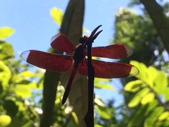 Neurothemis manadensis