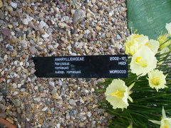 Narcissus romieuxii