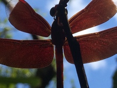 Neurothemis manadensis