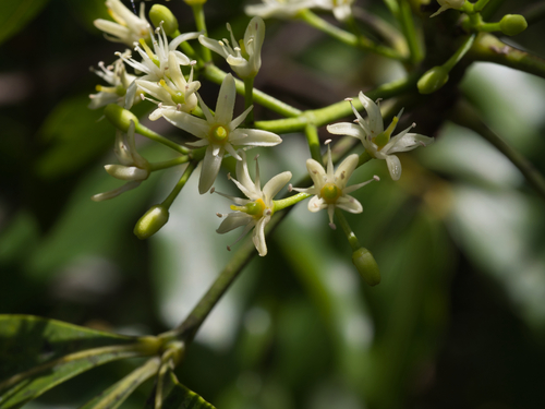 Acronychia trifoliolata observed 2023-12-27