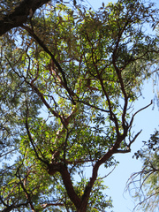 Arbutus arizonica
