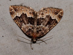 Lampropteryx suffumata