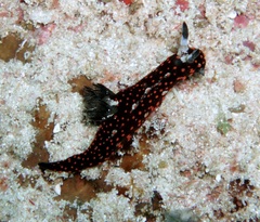 Nembrotha