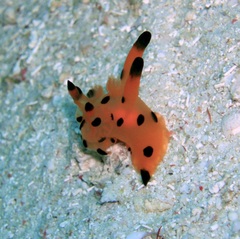 Thecacera