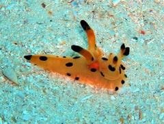 Thecacera