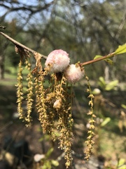 Callirhytis turnerii