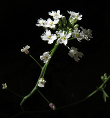 Dryopetalon runcinatum