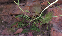Dryopetalon runcinatum