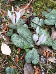 Cyclamen balearicum