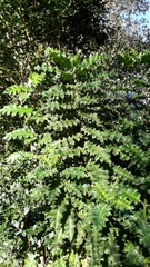 Acanthus polystachyus