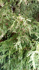 Chamaecyparis lawsoniana