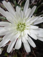 Hypochaeris sessiliflora