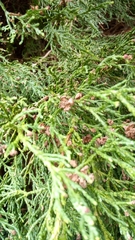Chamaecyparis lawsoniana
