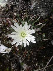 Hypochaeris sessiliflora