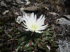 Hypochaeris sessiliflora